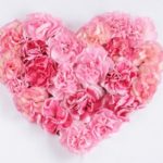 お友達へのプレゼント♪　プリンシェルシリーズ