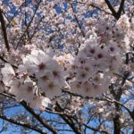 ４月桜日和（*^_^*）